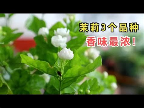 茉莉花招財|【陽台茉莉花風水】 陽台茉莉花風水大解密！居家招好運，禁忌。